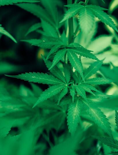 Combate plagas en el cultivo cannábico de interior. 
