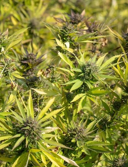Algunas enfermedades del cannabis pueden tratarse, otras no.