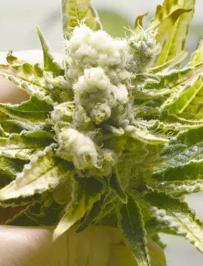 planta albina de marihuana 