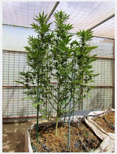 Planta de marihuana Mendo Breath de dos metros en floración con sustrato biológico vivo