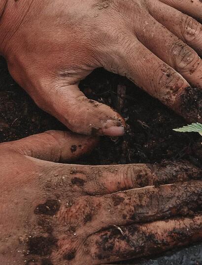 Working with the hands in the ground, planting a small cannabis seedling. 