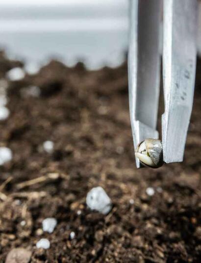 planting cannabis seedlings in the ground.