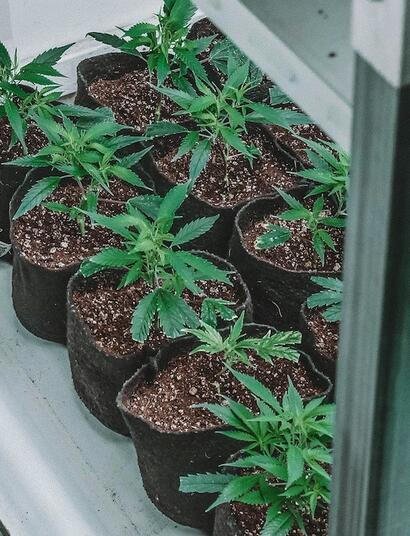 ¿Por que y cómo aislar clones marihuana?