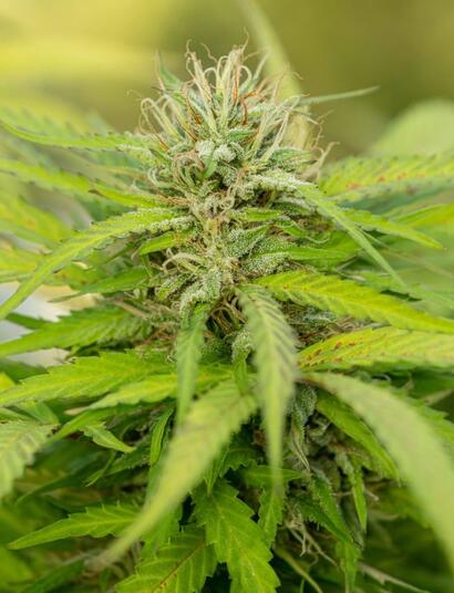 ¿Por qué fumar CBD?