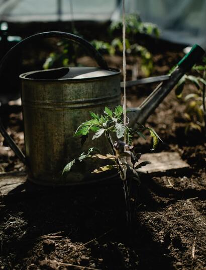 watering can next to plant