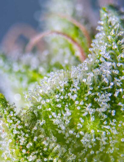 Pour la marijuana, la taille est importante…