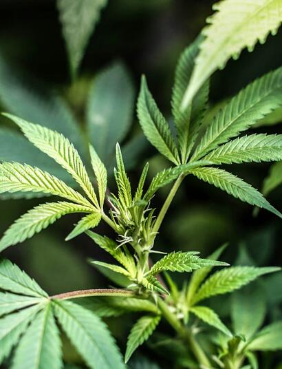 Planta de cannabis en exterior mostrando primeros pistilos blancos durante la prefloración en julio, bajo luz solar natural