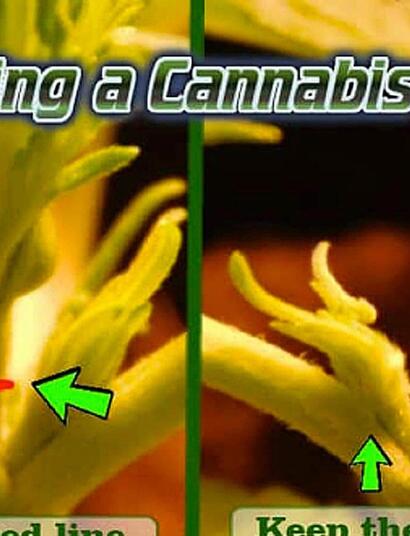 Preparare la coltivazione outdoor per la fioritura