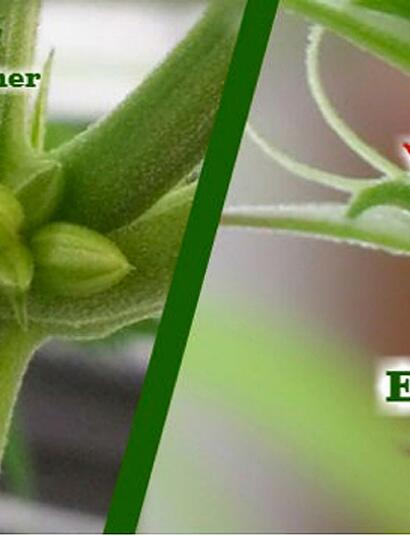 Preparing Your Outdoor Grow For Flowering