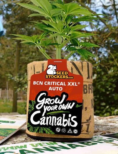 BCN Critical XXL gewinnt IPM Publikumspreis