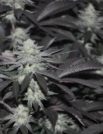 Cogollos maduros de marihuana listos para cosechar en maceta dentro de un cultivo indoor