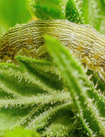 Problemas en el cultivo de marihuana en balcón