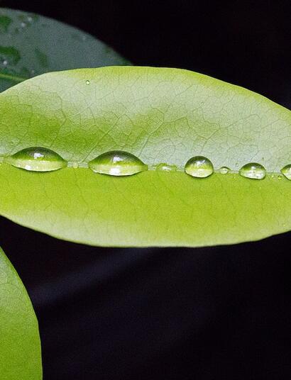 Hoja de coca por Luis Pérez. CC2.0 https://www.flickr.com/photos/pe5pe/8448329772.
