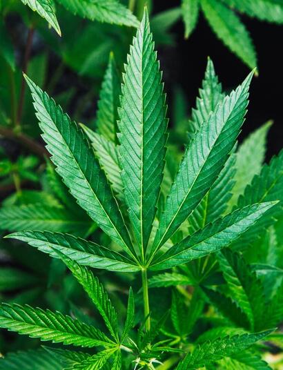 marijuana leaf garden.