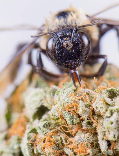 ¿Cómo usar propóleo para combatir hongos y virus en el cannabis?