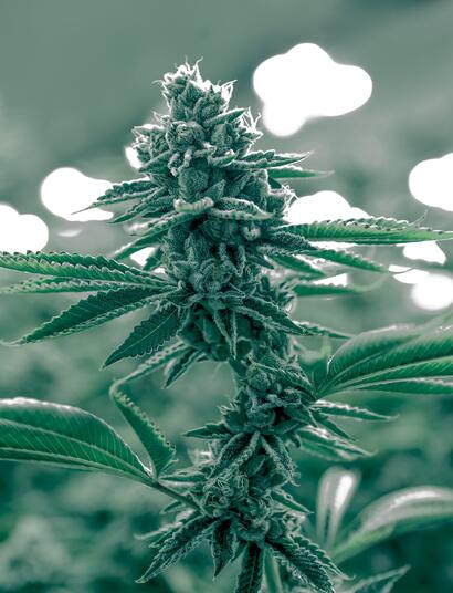 Tips para proteger a la marihuana.