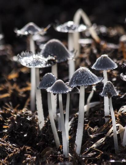 psilocybin psychedelic mushrooms research