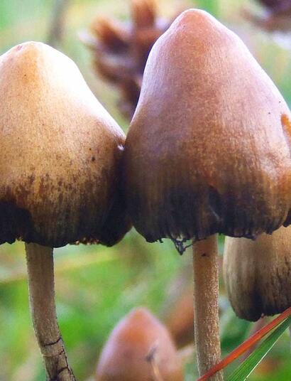 Psychodeliki i (wy)zysk