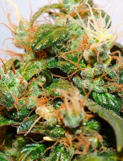 Puerto Rico inicia discusión para legalizar cannabis