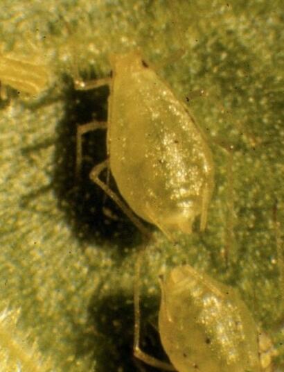 Prevención y combate de pulgones en el cultivo de cannabis.