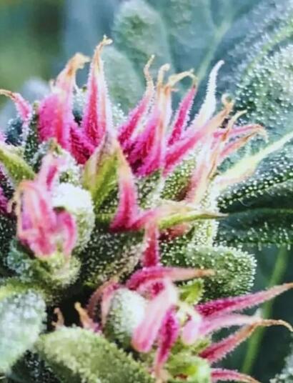 Punto Rojo pure sativa cannabis strain