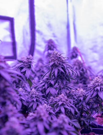 Purple Haze, una variedad clásica de la marihuana.