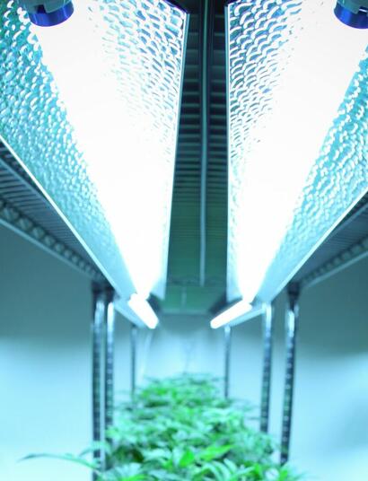 lighting set up in a grow room. 