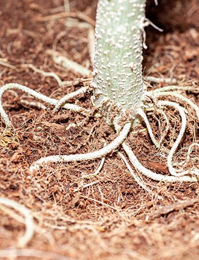 Quita las orugas de la marihuana del balcón