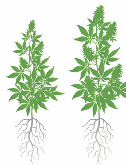 Cómo potenciar la raíz del cannabis. 
