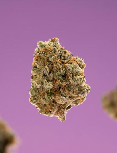 a bunch of dense green cannabis buds laid against a purple background. 