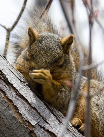 wildlife. 