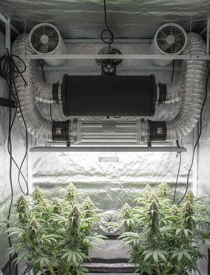 Sistema doble extracción con reflector air cooled en armario de cultivo indoor, plantas de cannabis y filtros para máxima eficiencia y ventilación segura