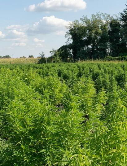 foto de cultivo de cáñamo