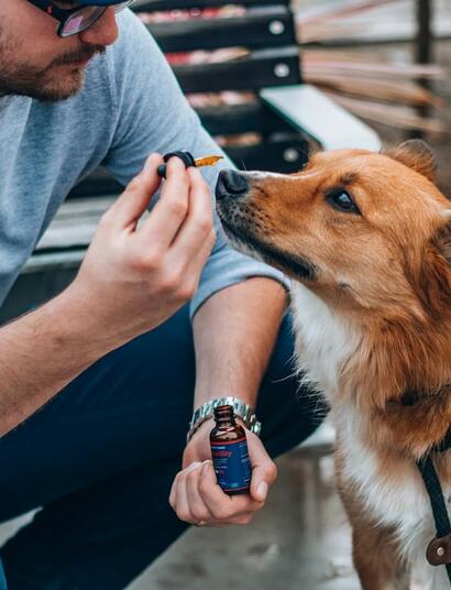 University of Chile academics tested a new CBD nanoemulsion which successfully stopped the spreading of cancer cells in the mammary glands of female dogs. 