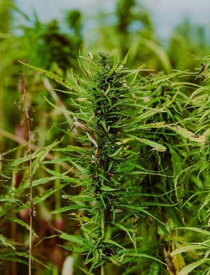 Fusarium head blight disease in hemp