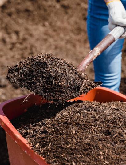 Lombrices californianas enriquecen sustrato de marihuana usado.