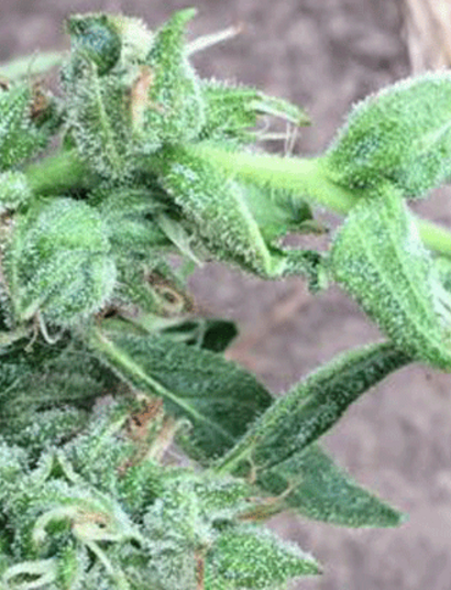 Vamos a revegetar, mi amor - Cómo hacer varias cosechas con la misma planta