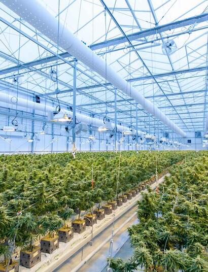 Cannabis greenhouse