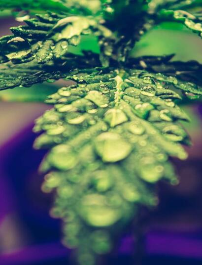 Riego foliar de marihuana: cuidados.