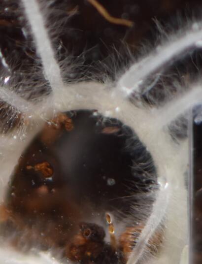 Ritorno alle origini