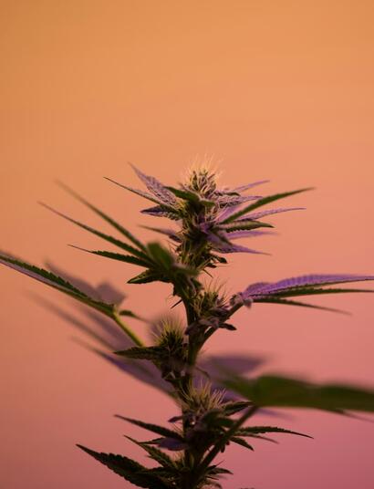 planta de marihuana en floración