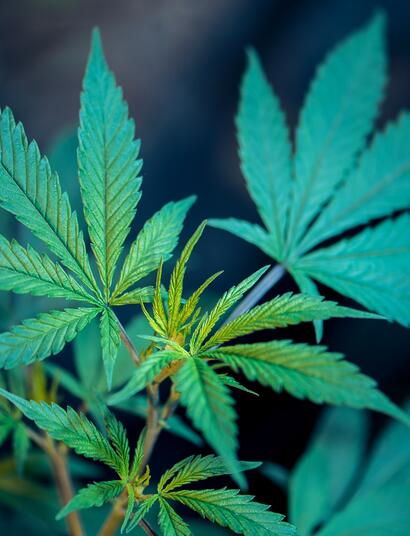 Eyewitness Report: Cannabis Cup Raid