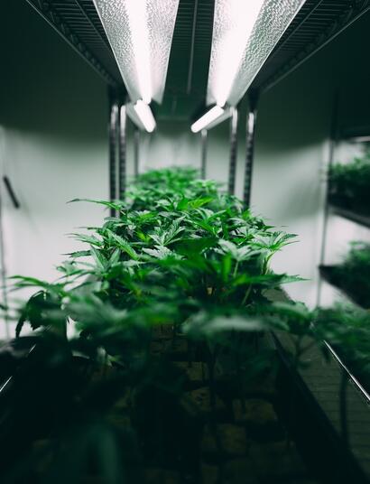 Clones-y-clonación-Preparativos