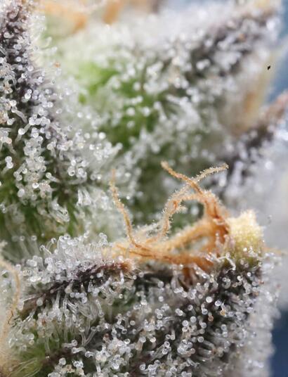 Dry-Sift:-Uno-de-los-mejores-concentrados 