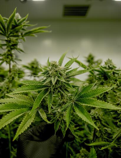 Die Ersatzstrafen in den Niederlanden