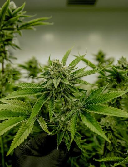 Familias de sales minerales en la marihuana.