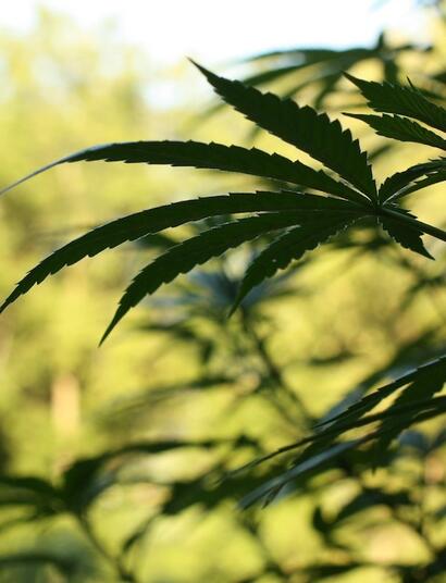 ¿Cómo controlar el crecimiento de una sativa de exterior en verano?