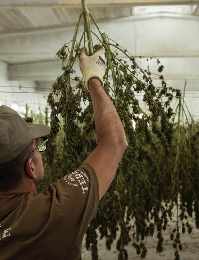 Seca marihuana rápidamente con estas formas.