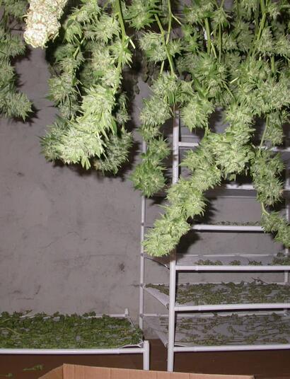 Imagen de un secadero de marihuana con bandejas 