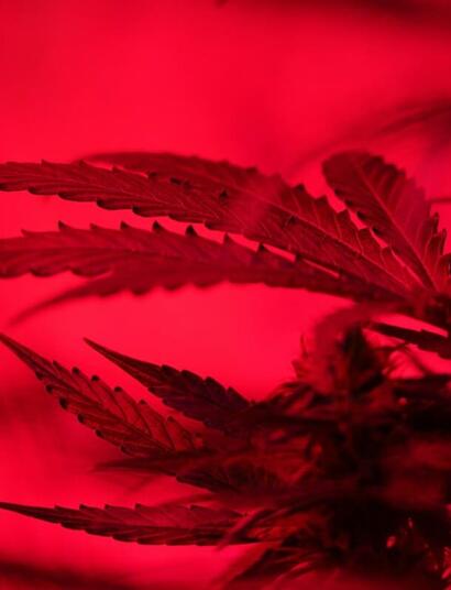 instructions on how to select and equip a discreet place for a small cannabis grow operations to yield just enough weed as your personal stash 